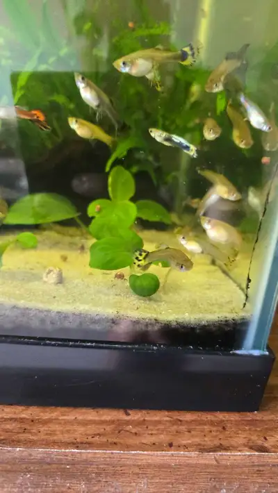 Guppies for sale , View more