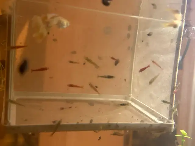 Neo caradina shrimp random colours in Fish for Rehoming in Brantford - Image 5