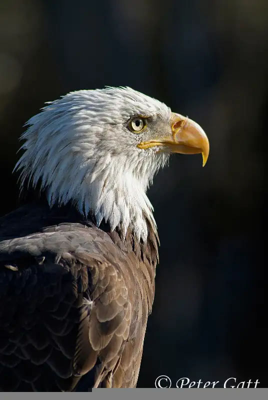 LIVE Interactive Photography Courses (Online)64551245082241122