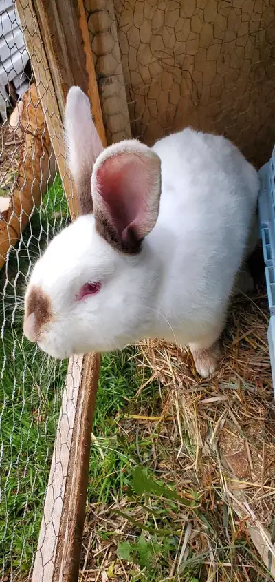 2 nice New Zealand rabbits for sale. Update ☆☆WHITE ONE IS SOLD Large White one almost 1 yr old Larg...