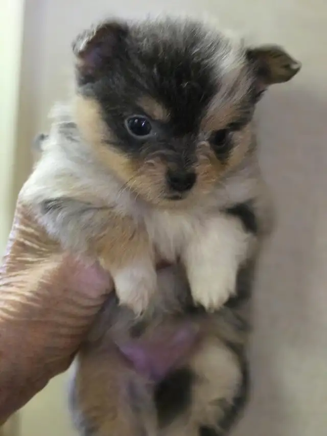 POMERANIAN PUPS ...READ FULL AD. TEX ONLY in Dogs & Puppies for Rehoming in Strathcona County - Image 5