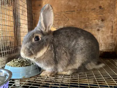 Flemish, New Zealand rabbit looking for new home. Very friendly.