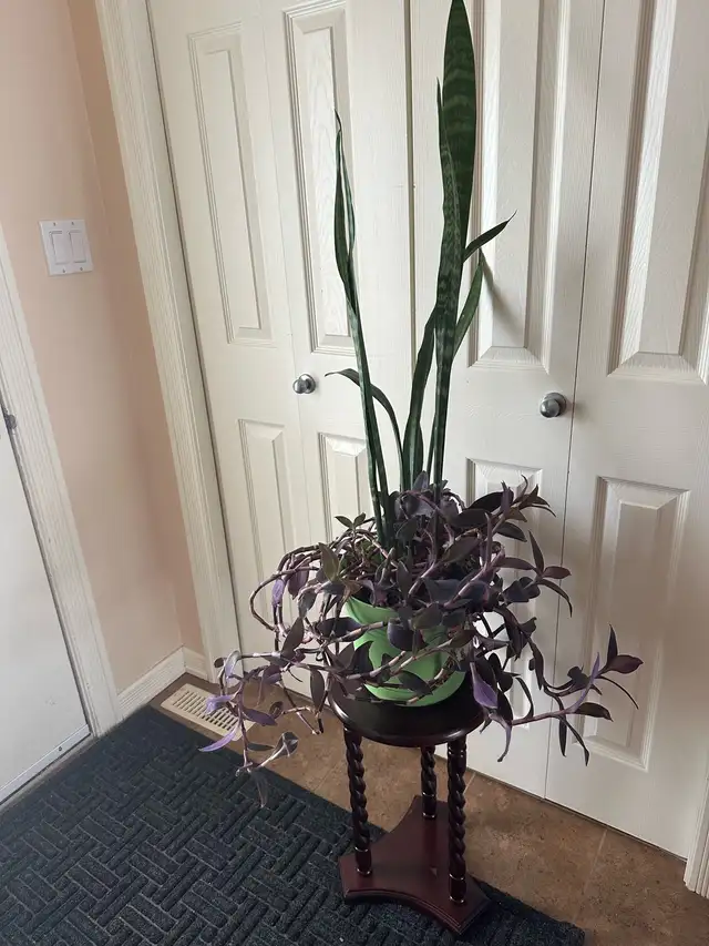 Indoor plant491332872365025281