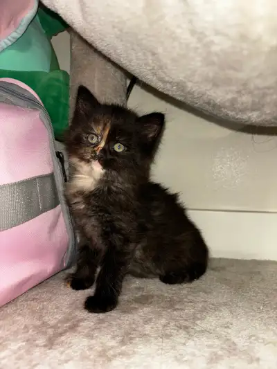 Kitten for re homing !, View more