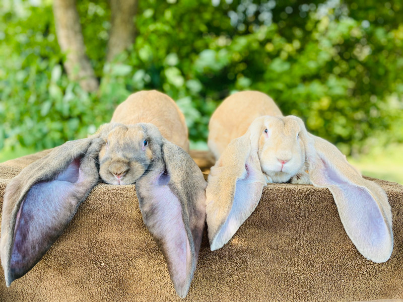 edm identity find the rabbit