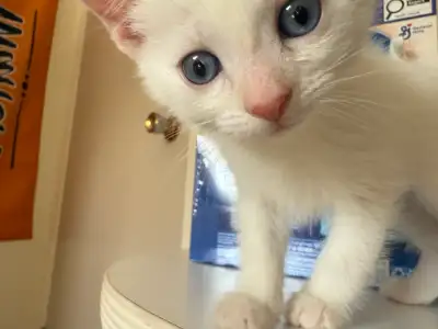 kittens m, View more