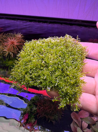 Aquarium Plants - Riccardia Chamedryfolia (Mini pellia)