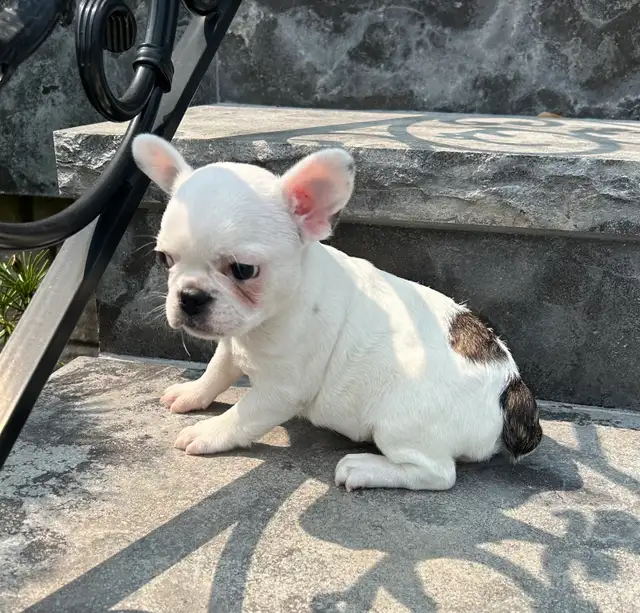 French Bulldog Female in Dogs & Puppies for Rehoming in Oakville / Halton Region - Image 5