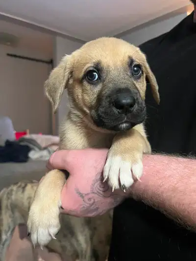 Puppies for sale! 8 weeks old Great Pyrenees x staffordshire mix, View more