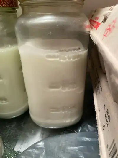 Organic unpasteurized fresh yogurt (high protein/ fat), View more