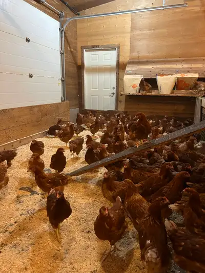Young laying hens, View more