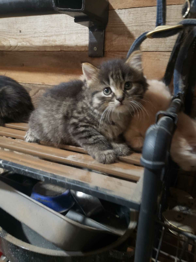 CHATON  MÂLE dans Chats et chatons à adopter  à Victoriaville