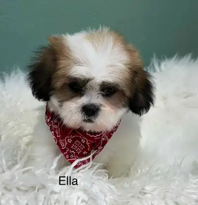 Adorable Shih Tzu / Yorkie Cross Puppies for Sale, View more