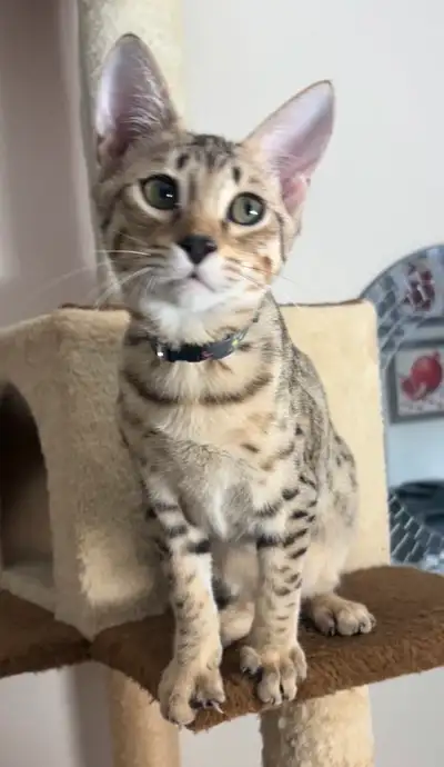 Chaton Savannah F5 mâle prêt pour l'adoption (col. noir motifs), View more