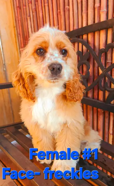 American Cocker Spaniel female puppy born December 21, 2024, AVAILABLE and READY TO GO. Puppy examin...