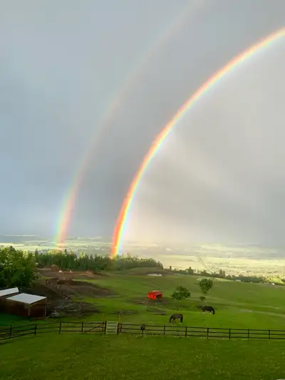 Horse Boarding, Training and Lessons, View more