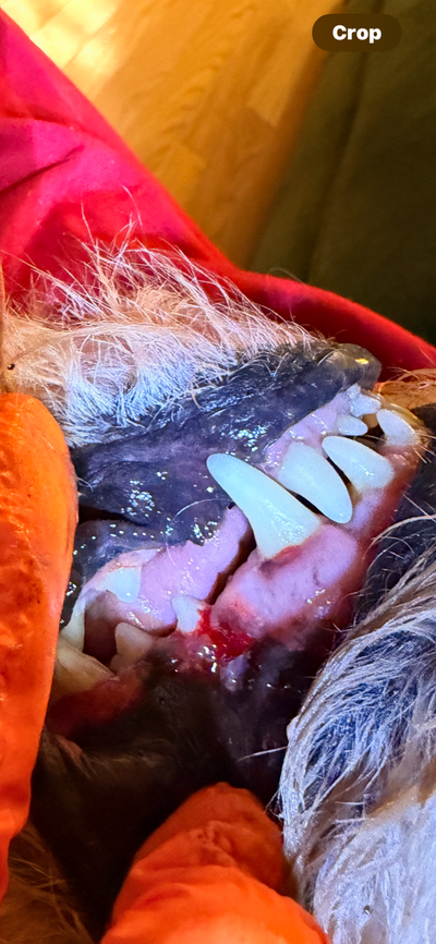 Cosmetic dental cleaning for dogs., View more