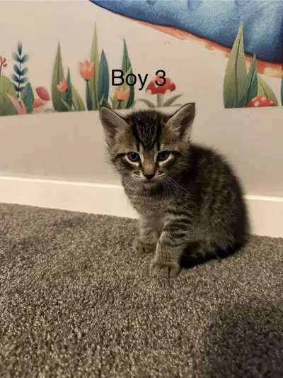 cute kitten, View more