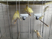 Healthy Yellow Canary