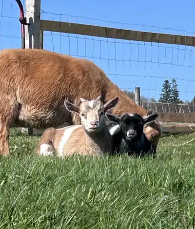 polled nigerian dwarf buckling, View more