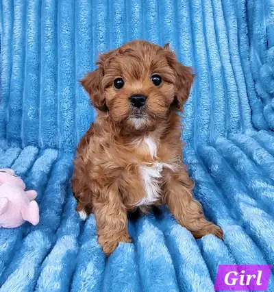 Cavapoo Puppies/Cavalier King Charles Spaniel & Toy Poodle Mix, View more