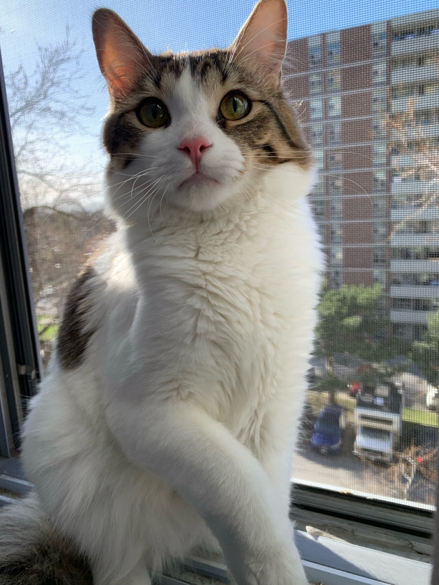 Lovley Bonded Cats URGENT* in Cats & Kittens for Rehoming in City of Toronto - Image 2