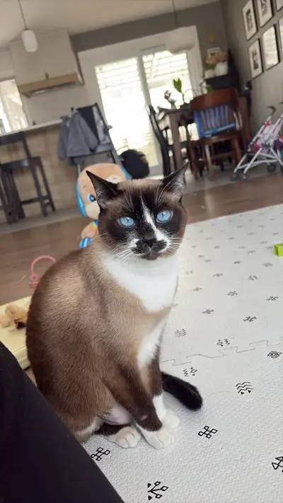 chat siamoise 4 ans, View more
