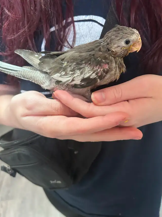 Handfed white face baby cockatiels in Birds for Rehoming in Saskatoon - Image 4