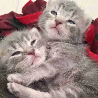 Siberian Forest Cat x long haired silver kittens. hypoallergenic large breed cat 2 females 3 males T...