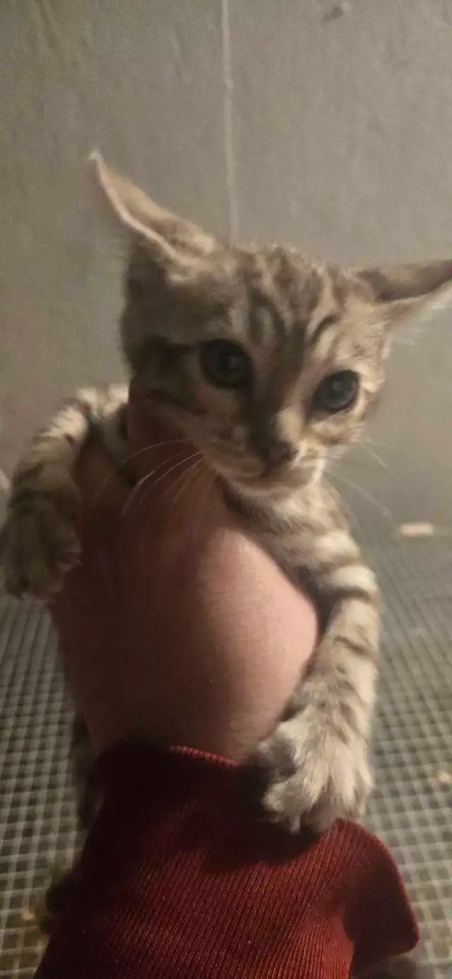 4 beautiful Bengal kittenss in Cats & Kittens for Rehoming in Renfrew - Image 4