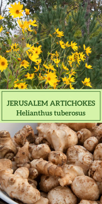 Jerusalem Artichokes tuber sets
