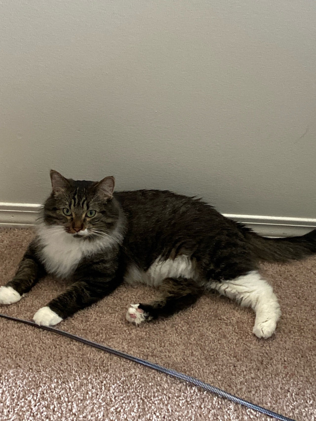 Rehoming Cat in Cats & Kittens for Rehoming in Edmonton - Image 2