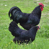 Black Australorp chicks unsexed, hens and roosters