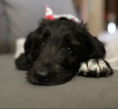 Wolf-a-doodle! ~ LAST PUPPY, View more