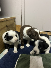 Purebred Border Collie Puppies $800