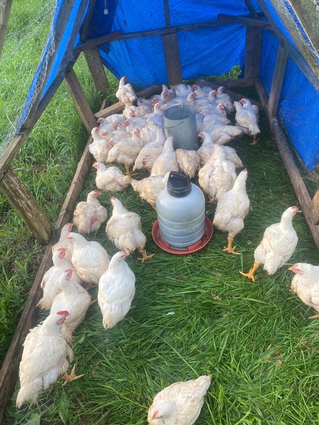 Meat chickens Livestock Kitchener / Waterloo Kijiji