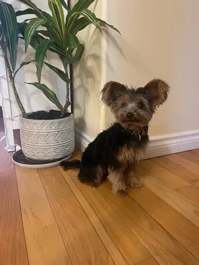 Toy Yorkie Puppy, View more
