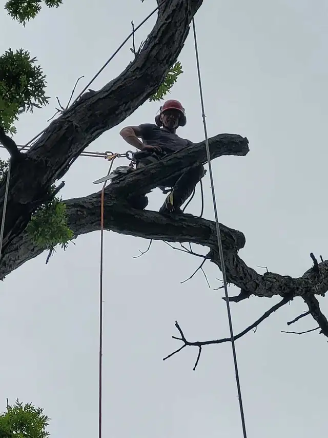 Arborist64840195522691121