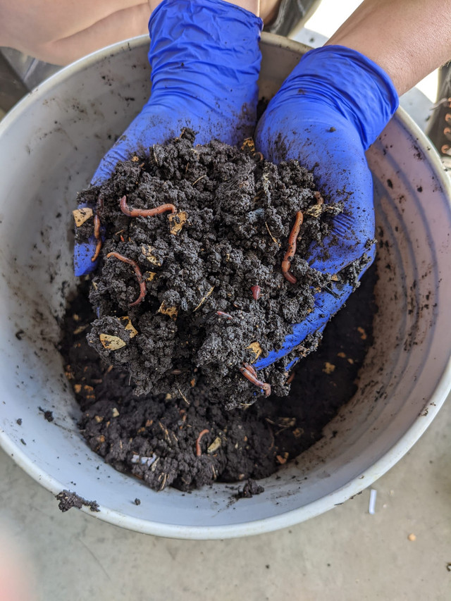 Red wiggler Vermicompost worms in Plants, Fertilizer & Soil in St. Albert - Image 2