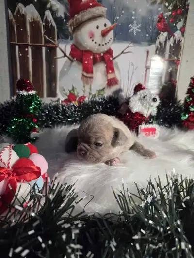 bulldog francais, View more