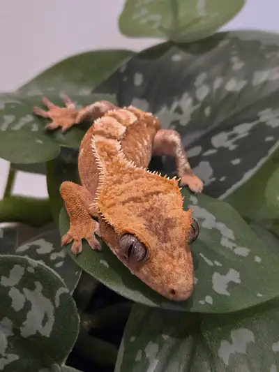 Juvenile Crested Gecko Harlequin 6.4 grams "Sejanus" Temporary house for transportation included. Pi...