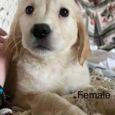 Puppies for Sale, View more
