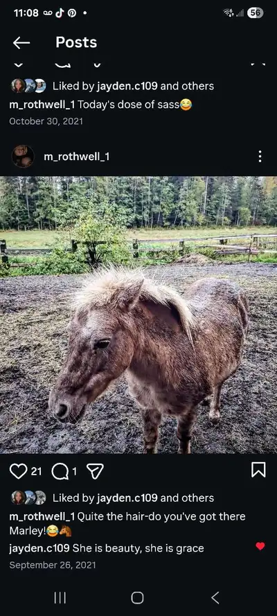 11 year old mini pony, View more