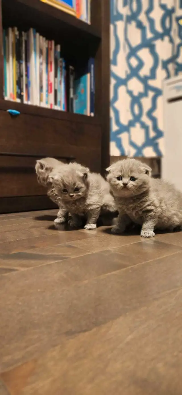 1 chaton/ 1 kitten in Cats & Kittens for Rehoming in Longueuil / South Shore - Image 5
