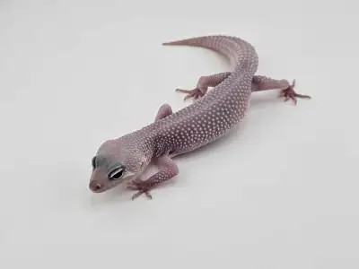 Leopard Gecko – Pet Only – $100 Available now at Valley Exotics This little Leopard Gecko is healthy...