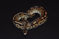 Juvenile Cinnamon Ball Python 