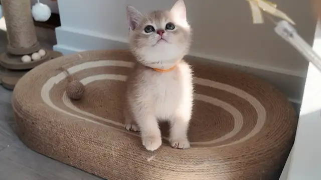 Lilac shaded kitten looking for a warm home