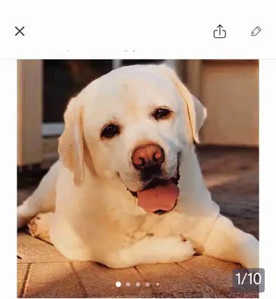 PUREBRED WHITE LAB PUPS COMING SOON, View more