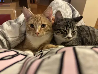 Hello! It is so nice to meet you. My name is Paula and I am an experienced cat mom of two; Yuki who...
