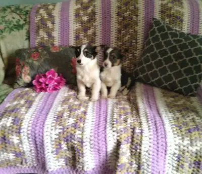CORGIS LOOKING FOR NEW HOME!!!!, View more